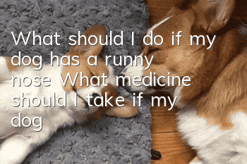 What should I do if my dog ​​has a runny nose? What medicine should I take if my dog ​​has a runny nose?