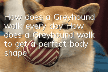 How does a Greyhound walk every day? How does a Greyhound walk to get a perfect body shape?