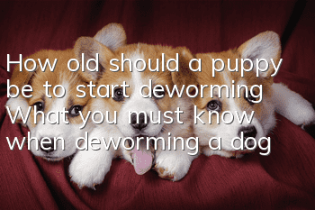 How old should a puppy be to start deworming? What you must know when deworming a dog!