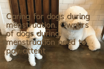 Caring for dogs during menstruation. Owners of dogs during menstruation need to pay attention to the following points!