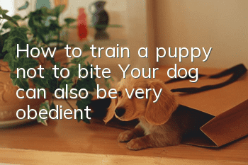How to train a puppy not to bite? Your dog can also be very obedient