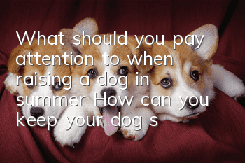 What should you pay attention to when raising a dog in summer? How can you keep your dog safe throughout the summer?