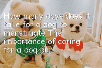 How many days does it take for a dog to menstruate? The importance of caring for a dog during its menstrual period!