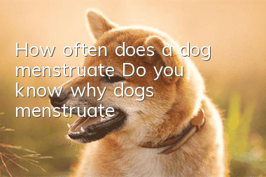 How often does a dog menstruate? Do you know why dogs menstruate?