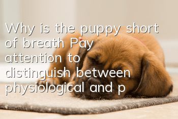 Why is the puppy short of breath? Pay attention to distinguish between physiological and pathological conditions.