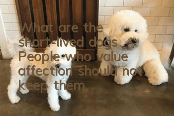 What are the short-lived dogs? People who value affection should not keep them.