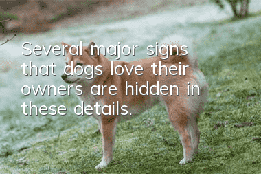 Several major signs that dogs love their owners are hidden in these details.