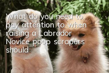 What do you need to pay attention to when raising a Labrador? Novice poop scrapers should keep in mind