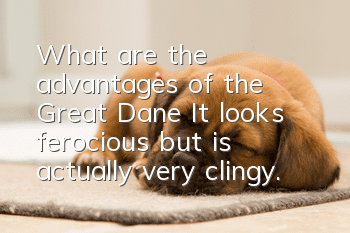 What are the advantages of the Great Dane? It looks ferocious but is actually very clingy.