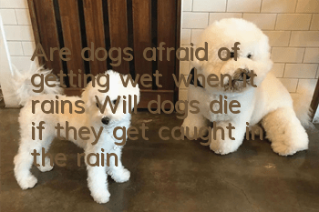 Are dogs afraid of getting wet when it rains? Will dogs die if they get caught in the rain?