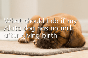What should I do if my Akita dog has no milk after giving birth?