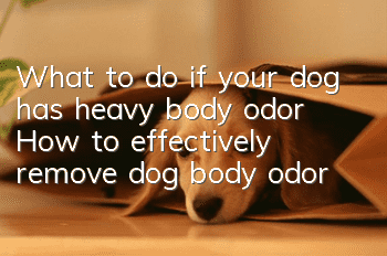 What to do if your dog has heavy body odor How to effectively remove dog body odor