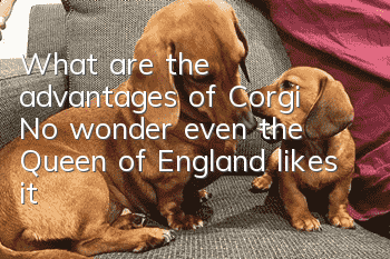What are the advantages of Corgi? No wonder even the Queen of England likes it