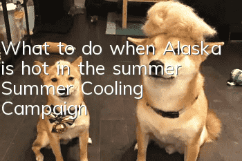 What to do when Alaska is hot in the summer? Summer Cooling Campaign