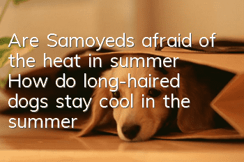 Are Samoyeds afraid of the heat in summer? How do long-haired dogs stay cool in the summer?