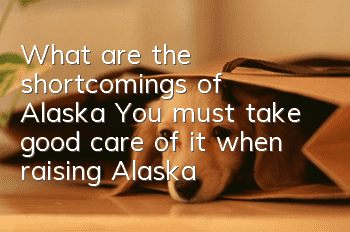 What are the shortcomings of Alaska? You must take good care of it when raising Alaska