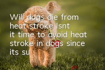 Will dogs die from heat stroke? Isn’t it time to avoid heat stroke in dogs since it’s summer?