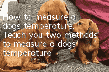 How to measure a dog’s temperature. Teach you two methods to measure a dog’s temperature.