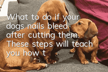 What to do if your dog’s nails bleed after cutting them. These steps will teach you how to deal with them.