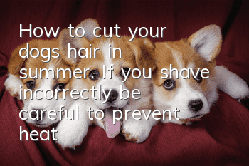 How to cut your dog's hair in summer. If you shave incorrectly, be careful to prevent heat stroke.
