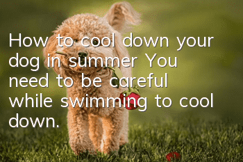 How to cool down your dog in summer? You need to be careful while swimming to cool down.