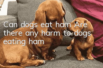 Can dogs eat ham? Are there any harm to dogs eating ham?