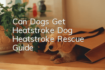 Can Dogs Get Heatstroke? Dog Heatstroke Rescue Guide