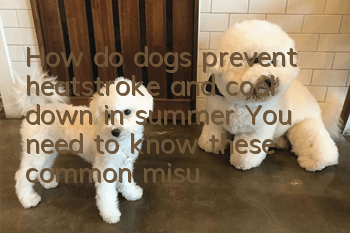 How do dogs prevent heatstroke and cool down in summer? You need to know these common misunderstandings about heatstroke