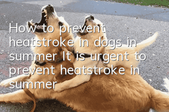 How to prevent heatstroke in dogs in summer It is urgent to prevent heatstroke in summer