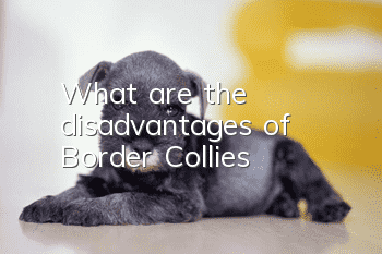 What are the disadvantages of Border Collies?