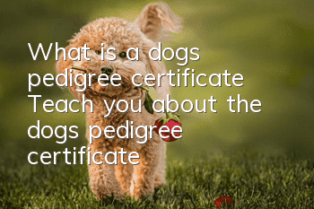 What is a dog’s pedigree certificate? Teach you about the dog’s pedigree certificate