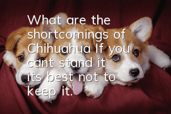What are the shortcomings of Chihuahua? If you can’t stand it, it’s best not to keep it.