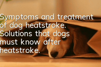 Symptoms and treatment of dog heatstroke. Solutions that dogs must know after heatstroke.