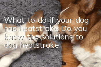 What to do if your dog has heatstroke? Do you know the solutions to dog heatstroke?