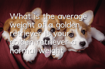 What is the average weight of a golden retriever? Is your golden retriever a normal weight?