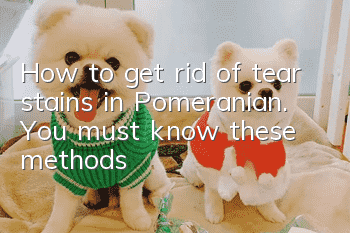 How to get rid of tear stains in Pomeranian. You must know these methods