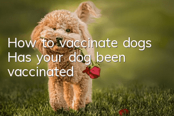 How to vaccinate dogs? Has your dog been vaccinated?