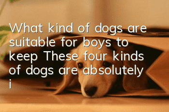 What kind of dogs are suitable for boys to keep? These four kinds of dogs are absolutely irresistible to boys.