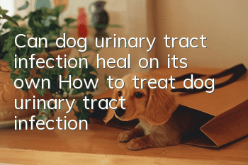 Can dog urinary tract infection heal on its own? How to treat dog urinary tract infection