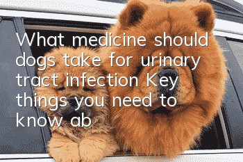 What medicine should dogs take for urinary tract infection? Key things you need to know about dog urinary tract infection!