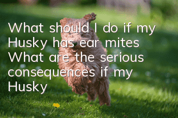 What should I do if my Husky has ear mites? What are the serious consequences if my Husky has ear mites?