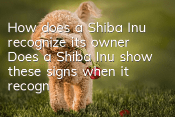 How does a Shiba Inu recognize its owner? Does a Shiba Inu show these signs when it recognizes you as its owner?