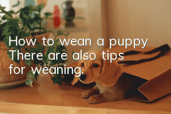 How to wean a puppy? There are also tips for weaning.