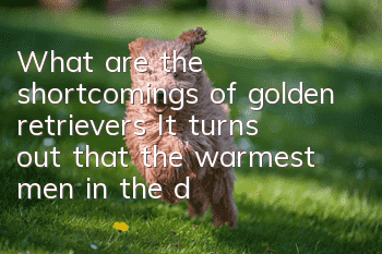 What are the shortcomings of golden retrievers? It turns out that the warmest men in the dog world are not perfect either