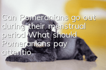 Can Pomeranians go out during their menstrual period? What should Pomeranians pay attention to during their menstrual period?
