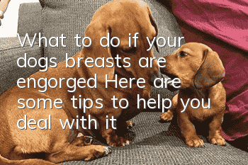 What to do if your dog's breasts are engorged? Here are some tips to help you deal with it easily