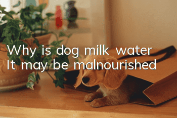 Why is dog milk water? It may be malnourished