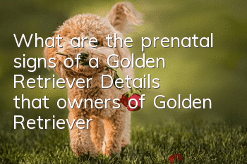 What are the prenatal signs of a Golden Retriever? Details that owners of Golden Retrievers need to observe before they give birth!