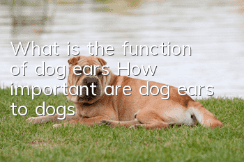 What is the function of dog ears? How important are dog ears to dogs?