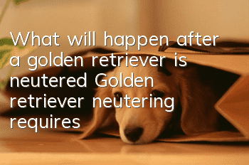 What will happen after a golden retriever is neutered? Golden retriever neutering requires clear and important information!